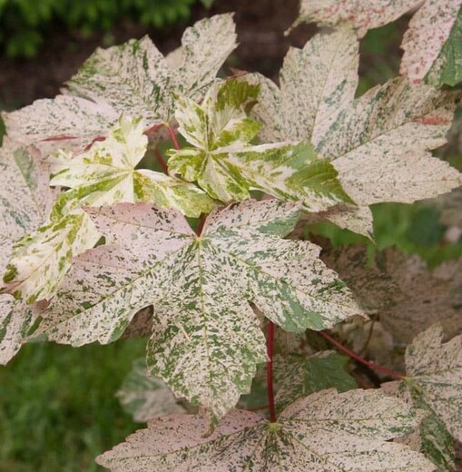 Acer pseudoplatanus Esk Sunset - Javor ESK SUNSET