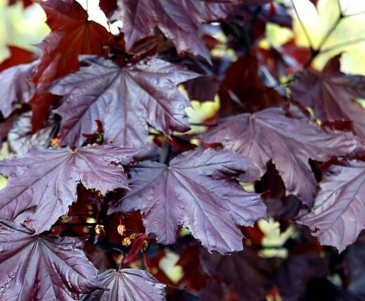 Acer platanoides Faassen's Black  - Javor mléč FAASSEN'S BLACK