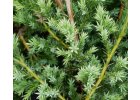 Juniperus chinensis Blue Alps.jpg