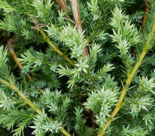 juniperus chinensis-Blue-Alps.jpg