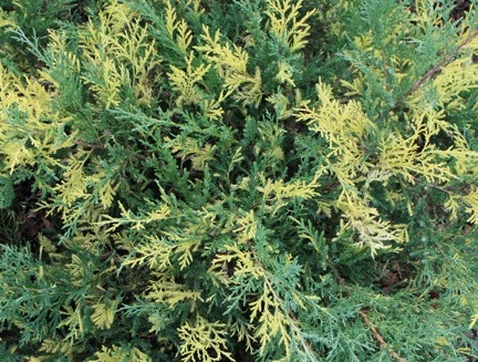 Juniperus chinensis 'Blue and Gold'.jpg