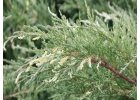 Juniperus chinensis Izabelin