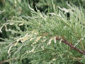 Juniperus chinensis Izabelin.jpg