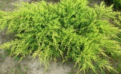 Juniperus chinensis Old Gold.jpg