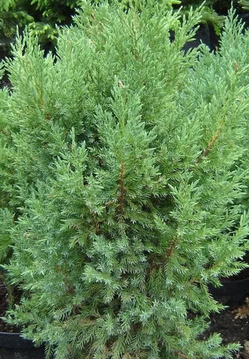 Juniperus chinensis 'Stricta'.jpg