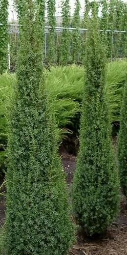 JUNIPERUS COMMUNIS ARNOLD 1.jpg