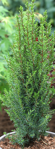 juniperus communis arnold.jpg