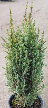 juniperus communis Compressa.jpg