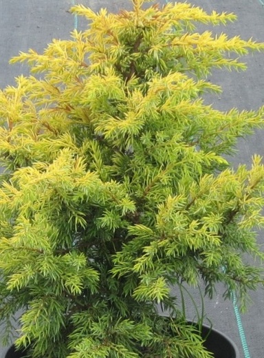 juniperus communis gold cone.jpg