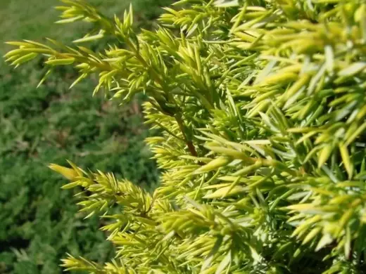 Juniperus-communis- gold cone.webp