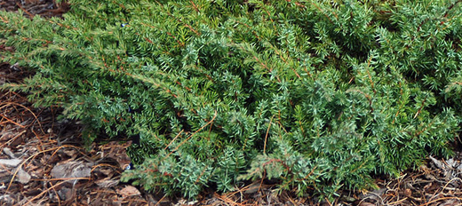 juniperus communis green carpet.jpg