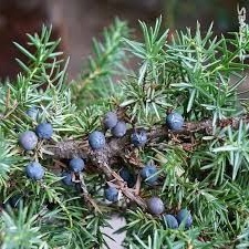 Juniperus communis jalovec obecný.jpeg