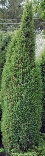 juniperus communis meyer.jpg