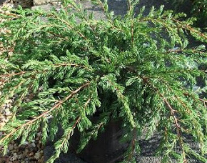 juniperus communis repanda.jpg