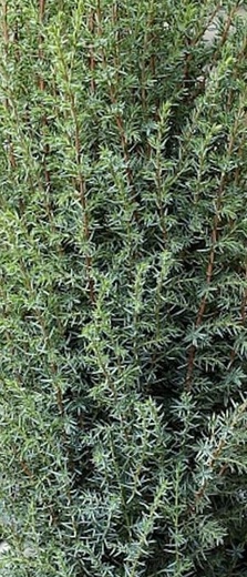 juniperus communis sentinel.jpg