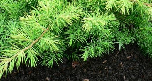 juniperus conferta emeralden see.jpg