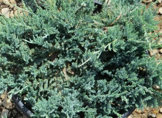 Juniperus horizontalis 'Blue Chip'.jpg