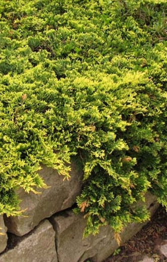 Juniperus horizontalis 'Golden Carpet'.jpg