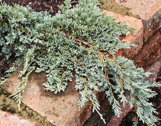 Juniperus horizontalis Icee Blue.jpg