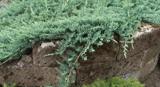 Juniperus horizontalis 'Wiltonii'.jpg