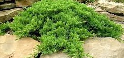 Juniperus procumbens Nana.jpg