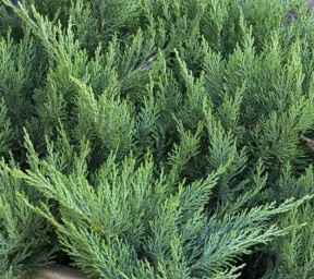 Juniperus sabina Tamariscifolia.jpg