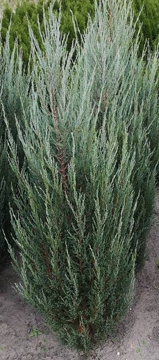 juniperus scopulorum Blue Arrow.jpg