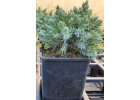 Juniperus squamata Blue Star - Jalovec šupinatý-1.jpg