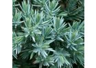 Juniperus squamata Blue Star - Jalovec šupinatý