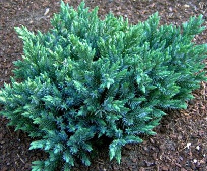 Juniperus squamata 'Blue Star'.jpg