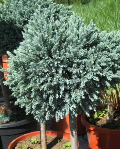 Juniperus squamata Blue Star na kminku.jpg