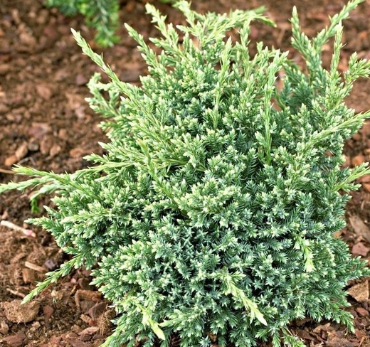 Juniperus squamata Holger.jpg