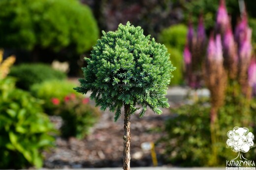 Juniperus suamata Blue Star na kminku.jpg