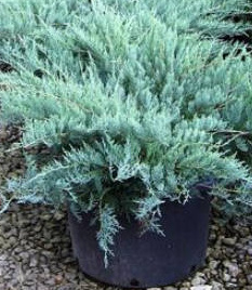 Juniperus virginiana 'Grey Owl'.jpg