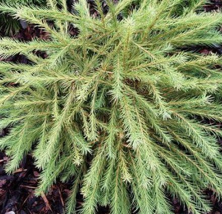 Larix laricina Arethusa Bog.jpg