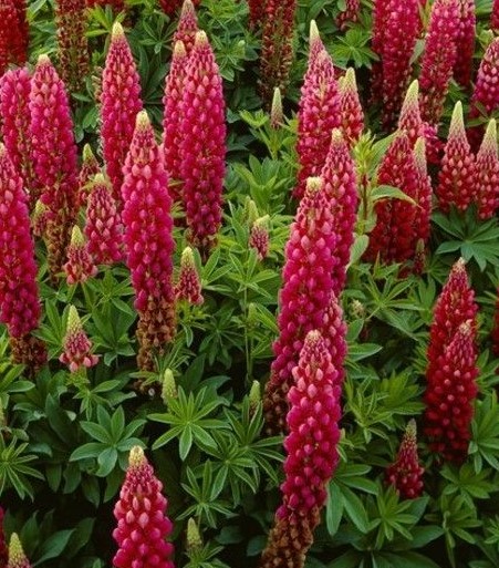 Lupinus R.V. 'Edelknaben' (The Pages) (2).jpg