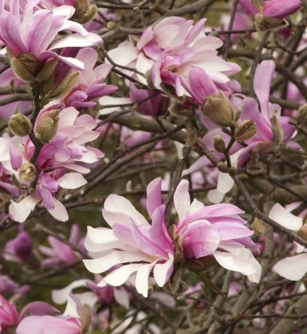 Magnolia Betty - Šácholan.jpg