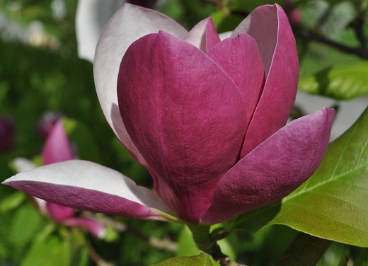 Magnolia liliflora Nigra - Šácholan.jpg