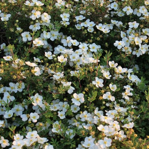 Mochna křovitá bílá-Potentilla frutiosa Abbotwood1