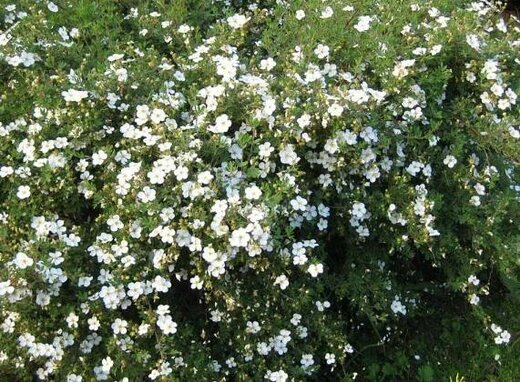 Mochna křovitá bílá-Potentilla frutiosa Abbotwood12