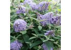 Motýlí keř - BUDDLEJA DAVIDI B.C. LILA SWEETHEART PBR