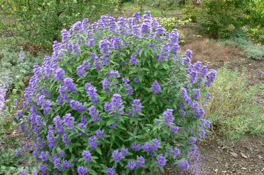 Ořechokřídlec Caryopteris clandonensis Worcester Gold1.jpg