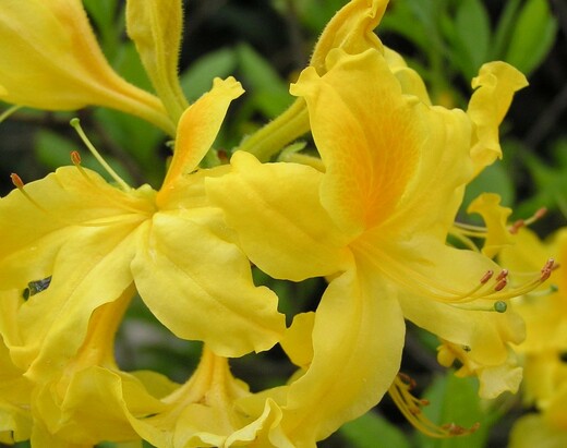 Pěnišník žlutý - Rhododendron luteum