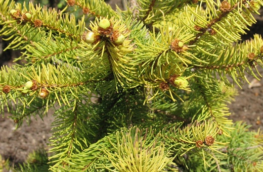 Picea abies Aurea Magnifica.jpg