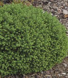 Picea abies Little Gem.jpg