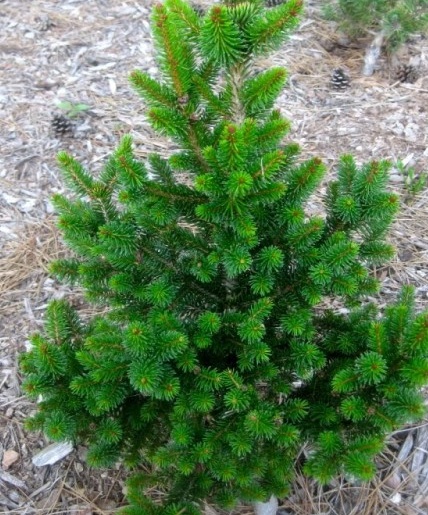 Picea abies Wills Zwerg.jpg