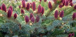 Picea bicolor Howell Dwarf.jpg