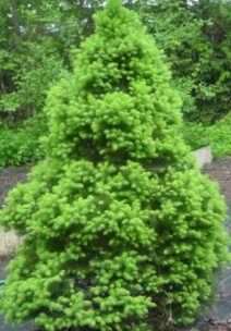 Picea glauca Conica.jpg