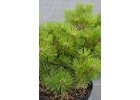 Pinus densiflora Jane Kluis - Borovice hustokvětá