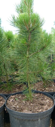 Pinus leucodermis - Borovice bělokorá (2).jpg